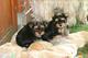 Adorables cachorros de Yorkshire Terrier 
